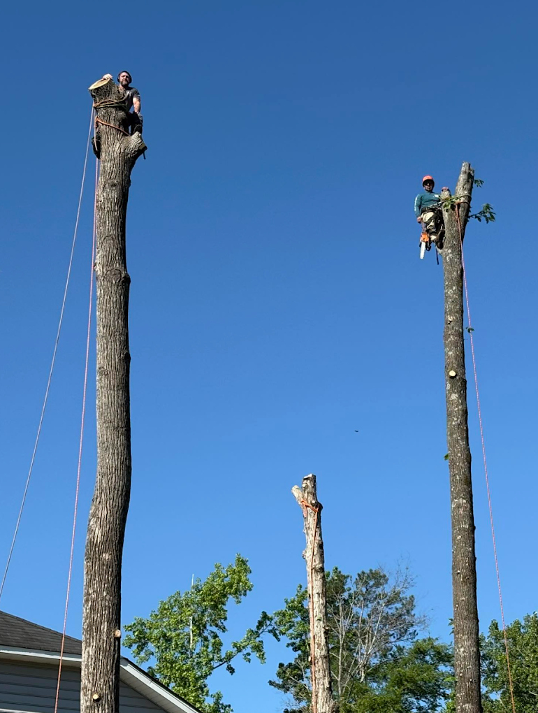 2 tree trimmed