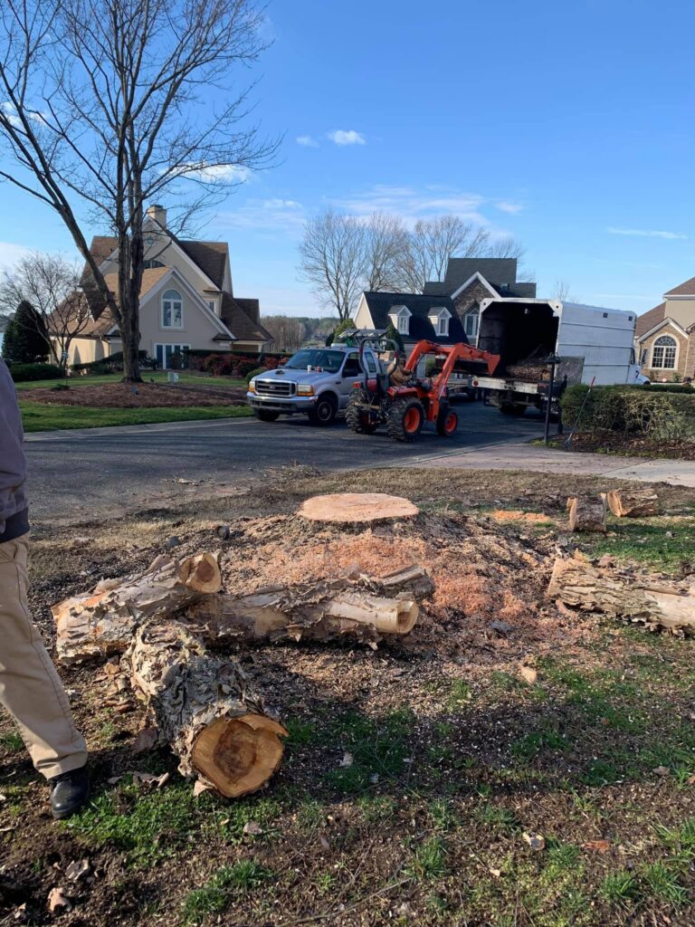 Stump grinding in process