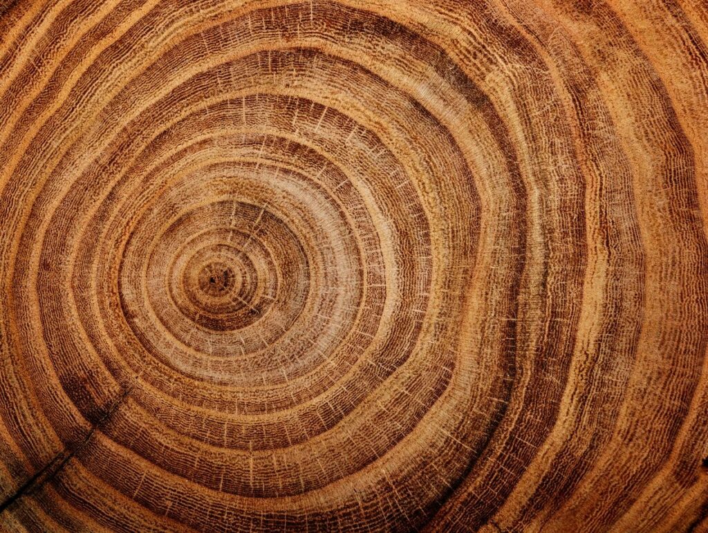 tree rings