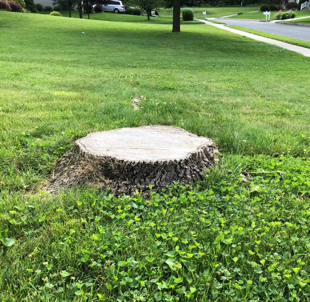 stump in yard