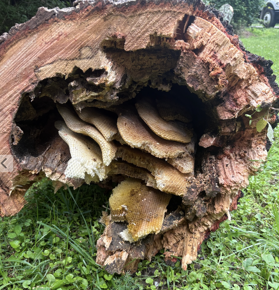 Dead rotting tree with honeycombs inside